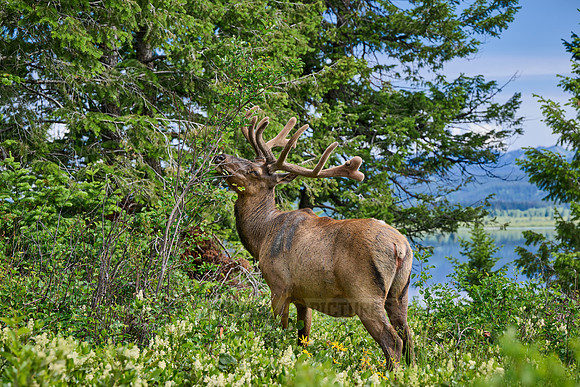 male elk or wapiti (Cervus canadensis)