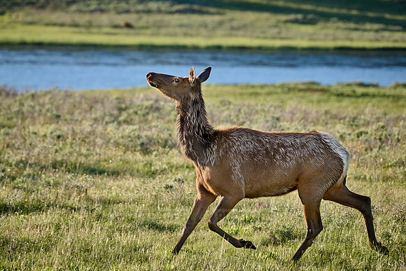female elk or wapiti (Cervus canadensis)