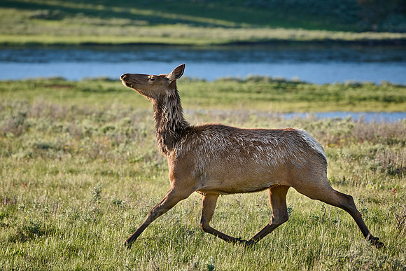 female elk or wapiti (Cervus canadensis)