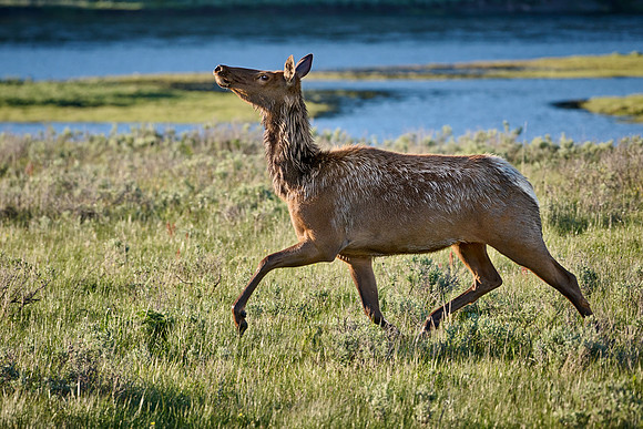 female elk or wapiti (Cervus canadensis)