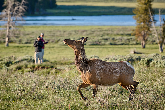 female elk or wapiti (Cervus canadensis)
