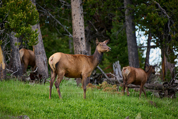 female elk or wapiti (Cervus canadensis)