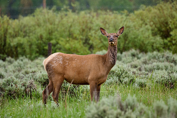 female elk or wapiti (Cervus canadensis)