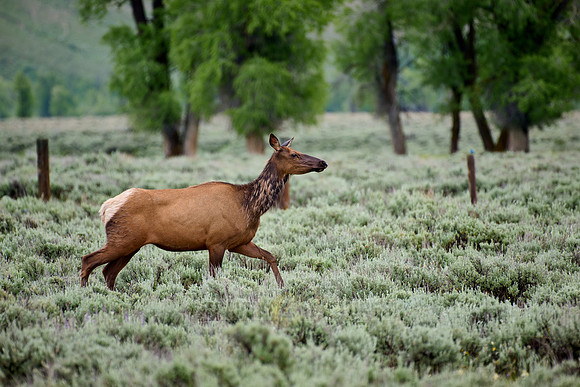 female elk or wapiti (Cervus canadensis)