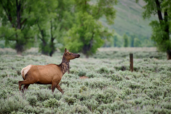 female elk or wapiti (Cervus canadensis)