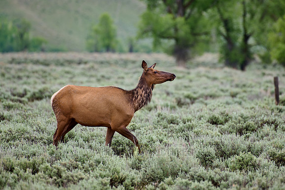 female elk or wapiti (Cervus canadensis)