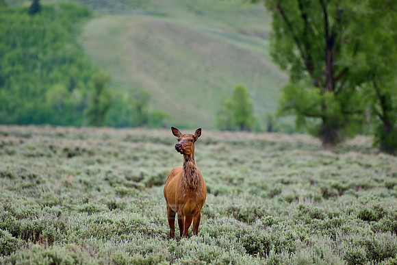female elk or wapiti (Cervus canadensis)