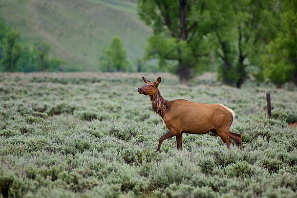 female elk or wapiti (Cervus canadensis)