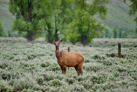 female elk or wapiti (Cervus canadensis)
