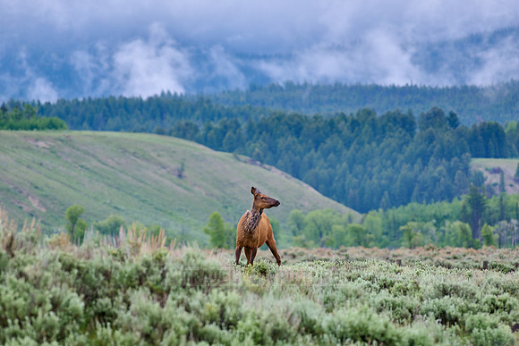 female elk or wapiti (Cervus canadensis)