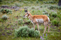 pronghorn (Antilocapra americana)