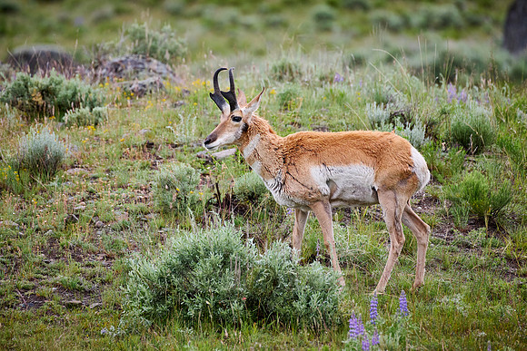 pronghorn (Antilocapra americana)