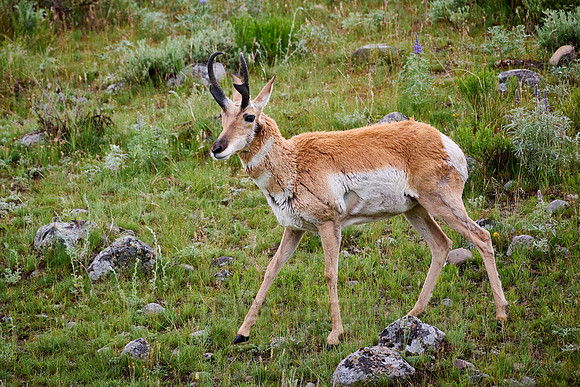 pronghorn (Antilocapra americana)