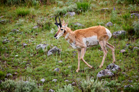 pronghorn (Antilocapra americana)