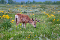 mule deer (Odocoileus hemionus)