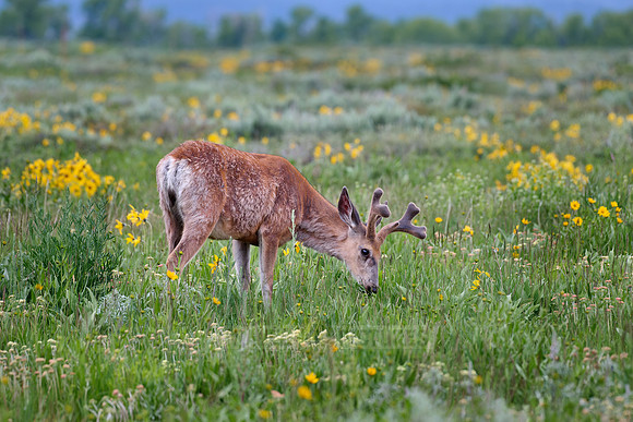mule deer (Odocoileus hemionus)