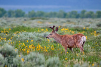 mule deer (Odocoileus hemionus)