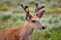 mule deer (Odocoileus hemionus)