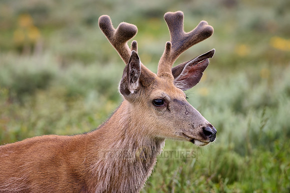 mule deer (Odocoileus hemionus)