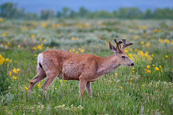 mule deer (Odocoileus hemionus)