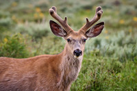 mule deer (Odocoileus hemionus)