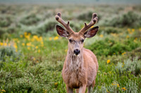 mule deer (Odocoileus hemionus)