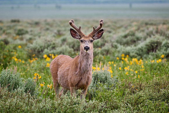 mule deer (Odocoileus hemionus)