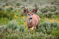 mule deer (Odocoileus hemionus)