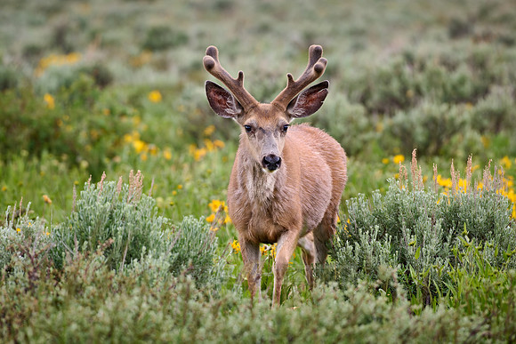 mule deer (Odocoileus hemionus)