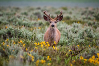 mule deer (Odocoileus hemionus)