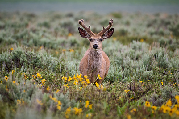 mule deer (Odocoileus hemionus)