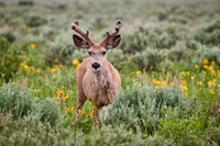 mule deer (Odocoileus hemionus)