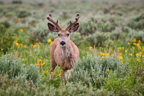 mule deer (Odocoileus hemionus)