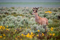 mule deer (Odocoileus hemionus)