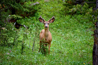 mule deer (Odocoileus hemionus)