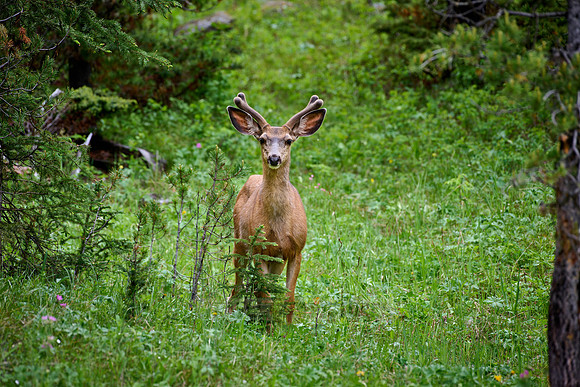 mule deer (Odocoileus hemionus)