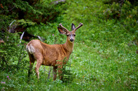 mule deer (Odocoileus hemionus)