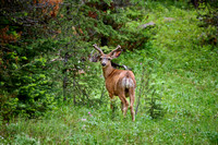mule deer (Odocoileus hemionus)