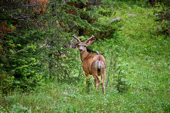 mule deer (Odocoileus hemionus)