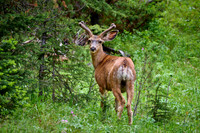 mule deer (Odocoileus hemionus)