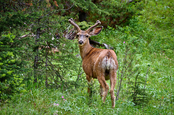 mule deer (Odocoileus hemionus)