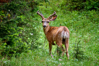 mule deer (Odocoileus hemionus)