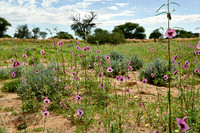 Landschaft im Kgalagadi Transfrontier Park |landscape in Kgalagadi Transfrontier Park|