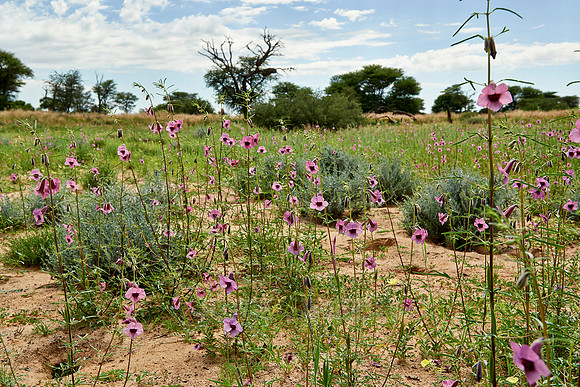 Landschaft im Kgalagadi Transfrontier Park |landscape in Kgalagadi Transfrontier Park|