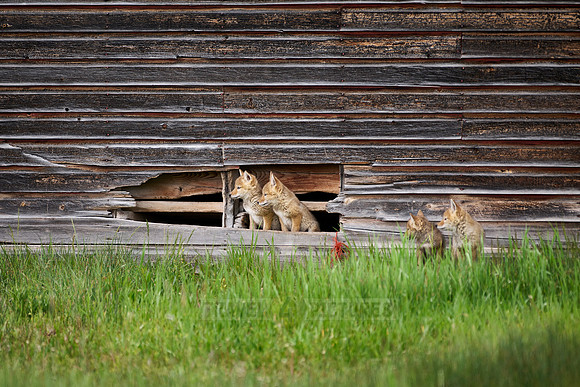 coyote puppies (Canis latrans)