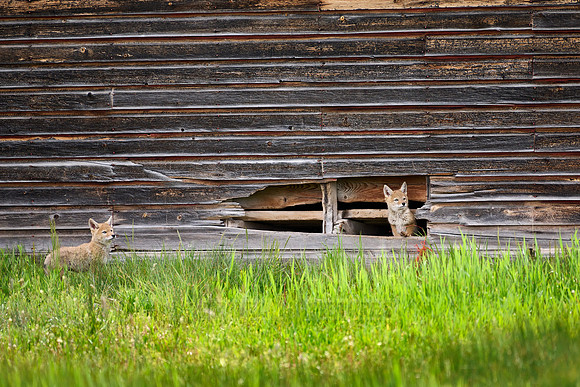 coyote puppies (Canis latrans)