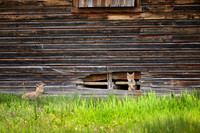 coyote puppies (Canis latrans)