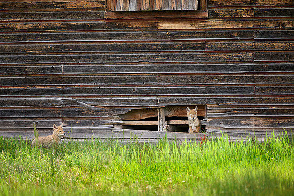 coyote puppies (Canis latrans)