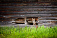 coyote puppies, Grand Teton National Park 06-2023