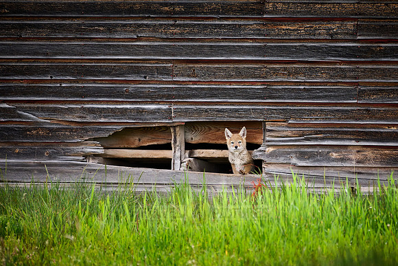coyote puppies (Canis latrans)